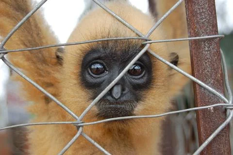 Monkey with a sad look behind bars Stock Photos