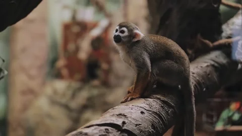 Monkey Saimiri sciureus on a rope and a branch in a zoo Stock Footage 316832456