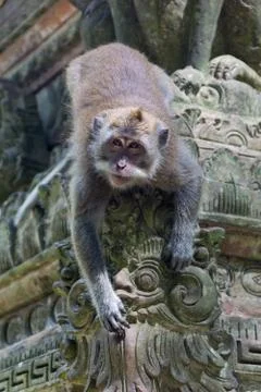 Monkey in Sangeh Monkey Forest temple Stock Photos