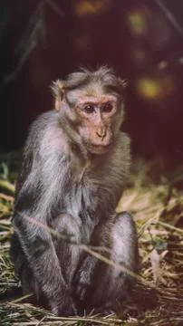 Monkey sat on ground Stockfoto's