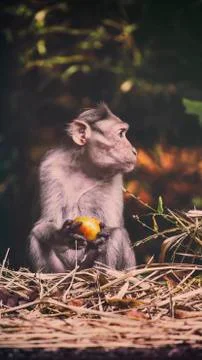 Monkey sat on ground with tomato Stockfoto's
