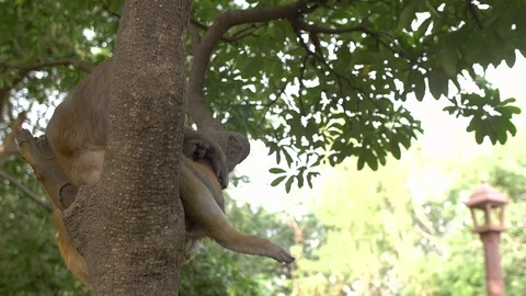 Monkey sat in a tree  slow tracking shot Stock Footage 92473711