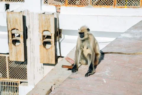 Monkey at Savitri Mata Temple in Pushkar, India Fotos de archivo