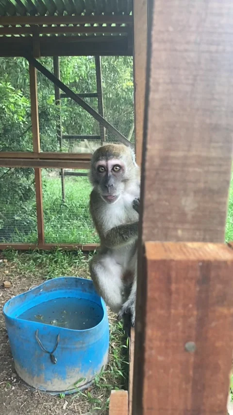 Monkey scared Stock Footage 148518613