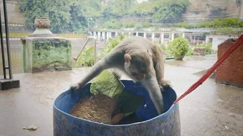 Monkey scavenging through pile of garbage Stock Footage 340030393