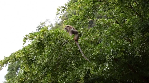 Monkey Scratches Itself in a Tree and looks around Video stock 89642676