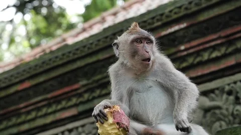 Monkey scratching 70 Stock Footage 260181015