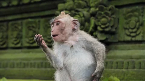 Monkey scratching 71 Stock Footage 260181018