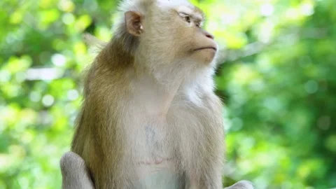 Monkey Scratching And Looking Around In Nation Park. Stock Footage 156814730