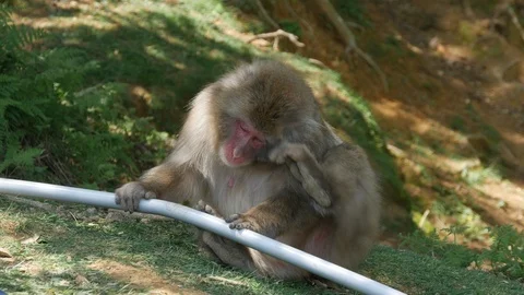 Monkey scratching Video stock 118189525