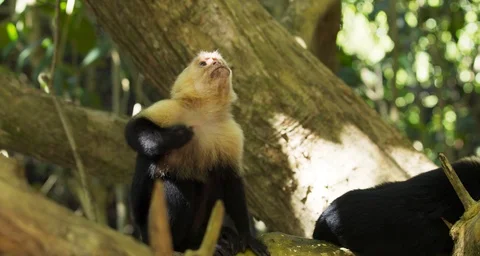 Monkey Scratching Himself With Other Monkeys 4K Slow Motion Stock Footage 124103358