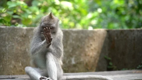 Monkey scratching his arm and looking at his hand curiously Stock Footage 91543222