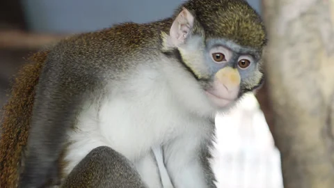 A monkey scratching his leg while sitting on a branch. Stock Footage 236703518