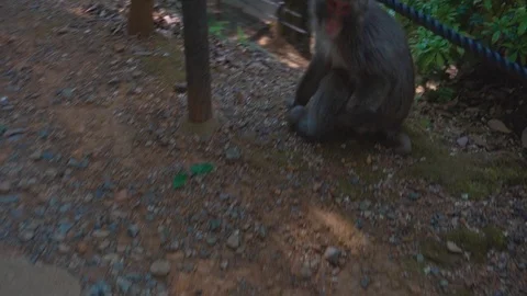 Monkey scratching its bottom Stock Footage 111916001