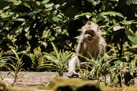Monkey scratching its nose, Bali, Indonesia Foto stock