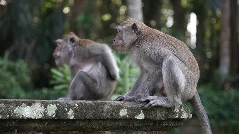 Monkey Scratching Itself in Bali, Indonesia Stock-Footage 84291836