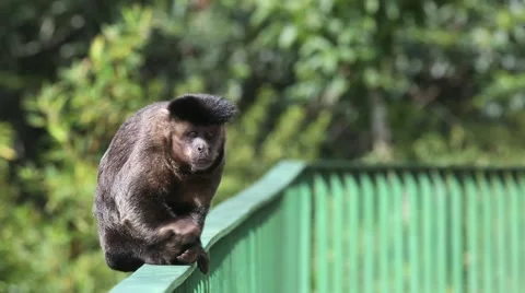 Monkey scratching itself Stock Footage 50980298