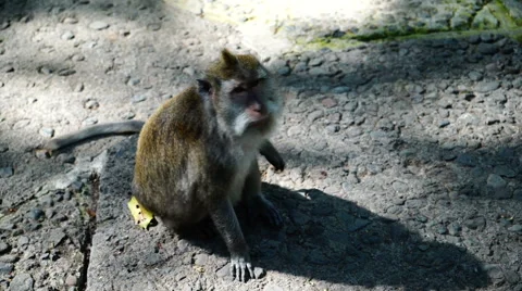 Monkey scratching itself 스톡 동영상 62684580