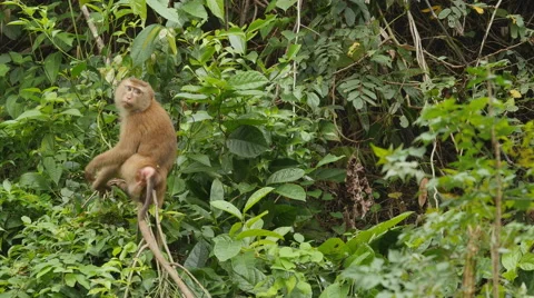 Monkey Scratching Leg on a tree in the jungle Video stock 56740726