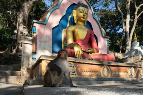 Monkey Scratching Stock Photos