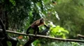 Monkey, Scratching, Running, Jungle Trees, Palm Tree HD Footage