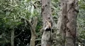 Monkey, Scratching, Running, Jungle Trees, Palm Tree HD Footage