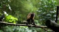Monkey, Scratching, Running, Jungle Trees, Palm Tree HD Footage