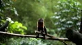 Monkey, Scratching, Running, Jungle Trees, Palm Tree HD Footage