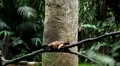 Monkey, Scratching, Running, Jungle Trees, Palm Tree HD Footage