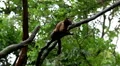 Monkey, Scratching, Running, Jungle Trees, Palm Tree HD Footage