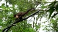 Monkey, Scratching, Running, Jungle Trees, Palm Tree HD Footage