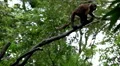 Monkey, Scratching, Running, Jungle Trees, Palm Tree HD Footage