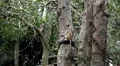 Monkey, Scratching, Running, Jungle Trees, Palm Tree HD Footage