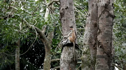 Monkey, Scratching, Running, Jungle Trees, Palm Tree Vídeo Stock 1102456