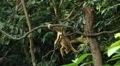 Monkey, Scratching, Running, Jungle Trees, Palm Tree HD Footage