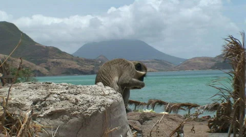 Monkey: Sea Monkey Stock Footage 435857