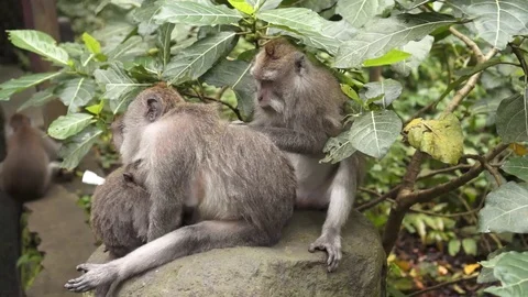 A monkey searches a flea at by the dredge of monkey Stock Footage 86493857