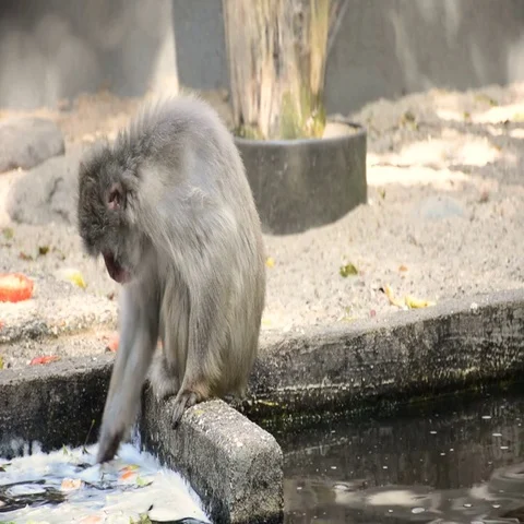 Monkey searching for food Stock Footage 69540900