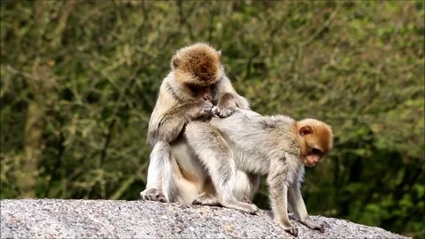 Monkey searching for fur parasites, Macaca sylvanus Video stock 81746148