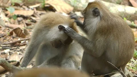 A Monkey searching for lice on another monkey on a forest floor in Langkawi, Stock Footage 155756620