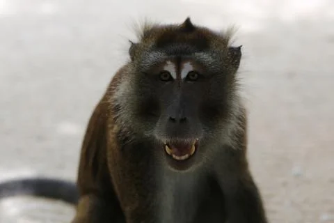 Monkey at the seaside Stock Photos