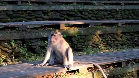 Monkey seating and pissing 스톡 동영상 110497800