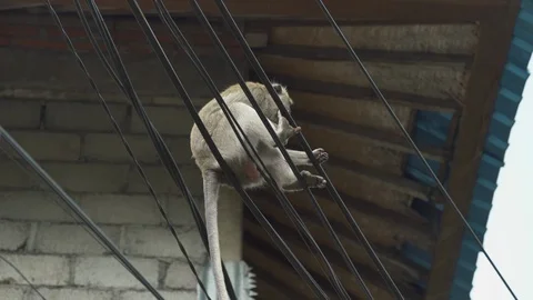 Monkey seats on the electric wire. Crab eating macaque family, Bali, Indonesia Stock Footage 85879337