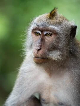 A monkey in the secred monkey forest in Ubud, Bali Indonesia close up portrai Stock Photos