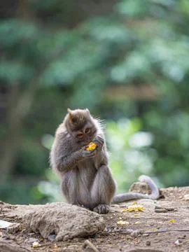 A monkey in the secred monkey forest in Ubud, Bali Indonesia, eating corn Stock Photos