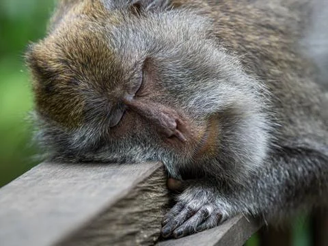 A monkey in the secred monkey forest in Ubud, Bali Indonesia, sleeping Stock Photos