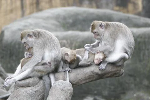 Monkey See Stock Photos