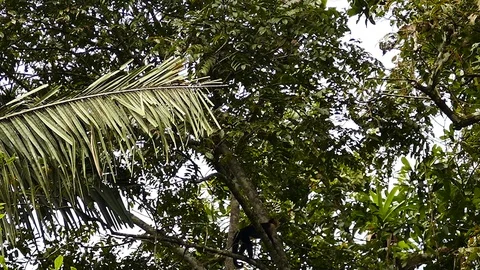 Monkey seen in the distance atop large mature tree's canopy Stock-Footage 123614245