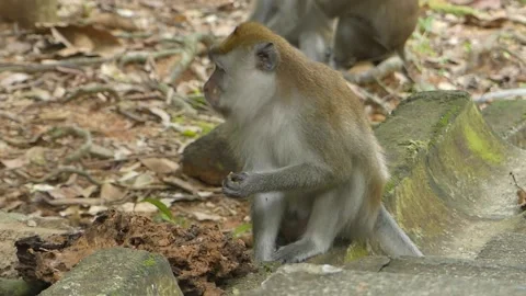 Monkey seen looking for insect for food in a rotten wood in a park, Malaysia Stock Footage 155756592