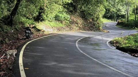 Monkey on the Serpentine Road, Indonesia Stock Footage 10719579